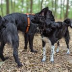 Zwei schwarze Hunde im Gespräch - Hundebegegnungen