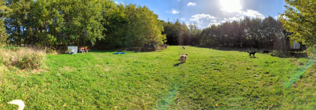 WAKE THE DOGS Trainingsgelände