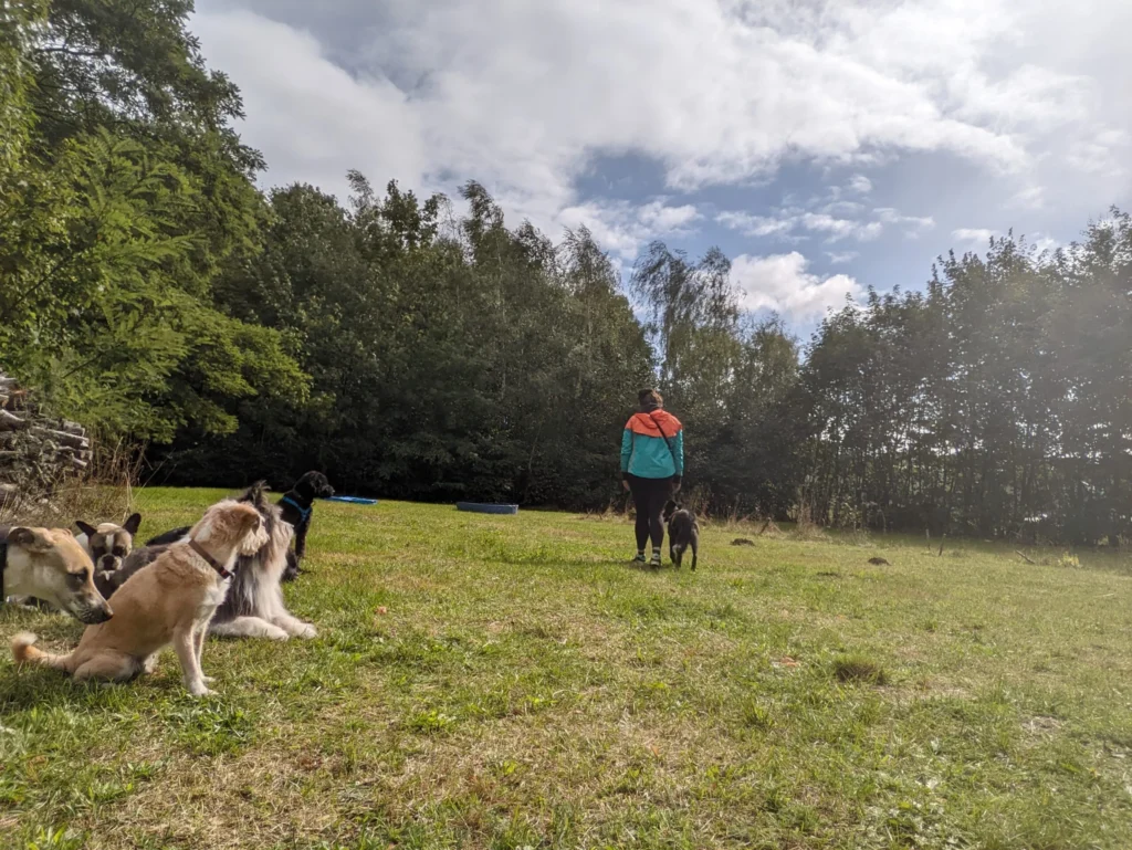 Hundetraining