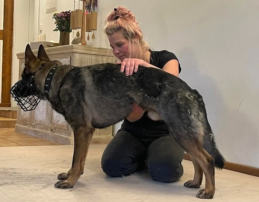 Hundepsychotherapie in Aktion: Maren von Wake the dogs kniet ruhig neben einem Schäferhund mit Maulkorb und legt sanft ihre Hände auf seinen Rücken – eine einfühlsame Szene während einer therapeutischen Sitzung zur Unterstützung des Hundes.