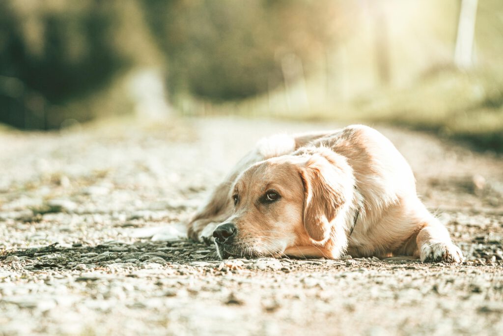 Golden Retriever liegt draußen auf dem Boden