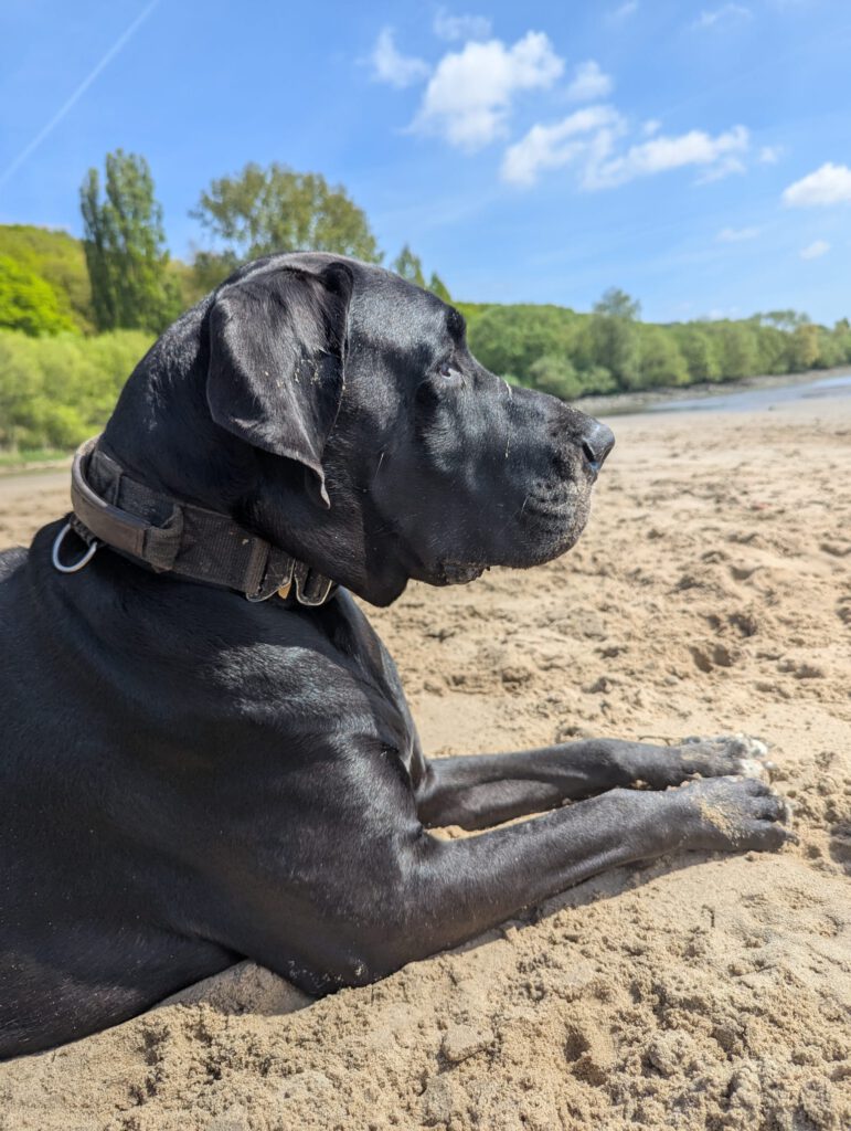 Hundebetreuung schwarze Dogge am Strand